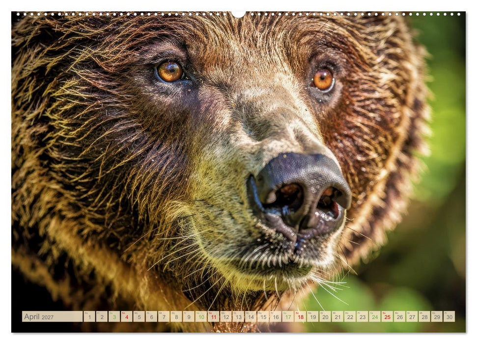 Die Augen der Wildnis (CALVENDO Wandkalender 2027)