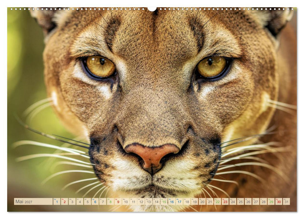 Die Augen der Wildnis (CALVENDO Wandkalender 2027)