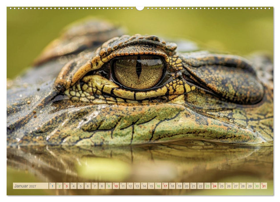 Die Augen der Wildnis (CALVENDO Premium Wandkalender 2027)