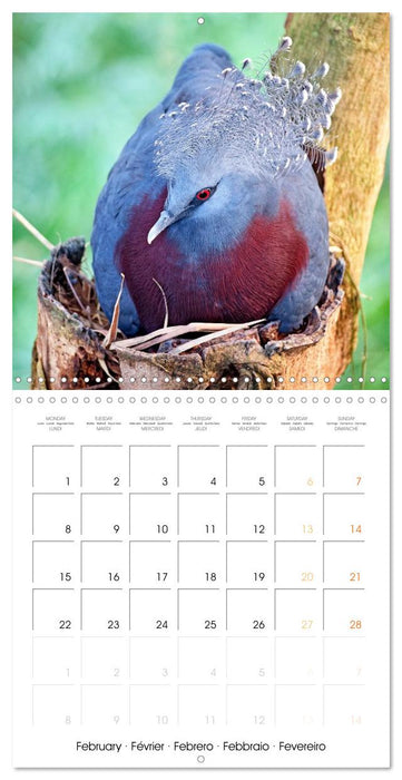 Doves: Gentle Beauty (CALVENDO Monthly Calendar 2027)