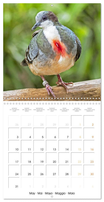 Doves: Gentle Beauty (CALVENDO Monthly Calendar 2027)