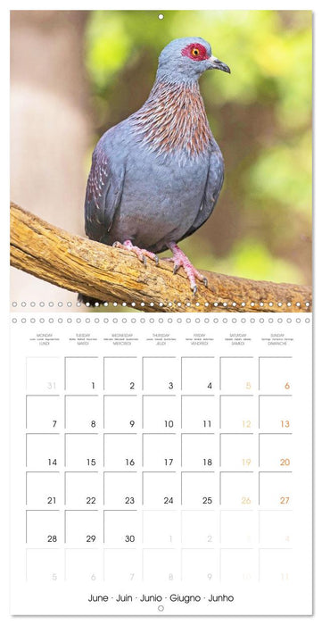 Doves: Gentle Beauty (CALVENDO Monthly Calendar 2027)