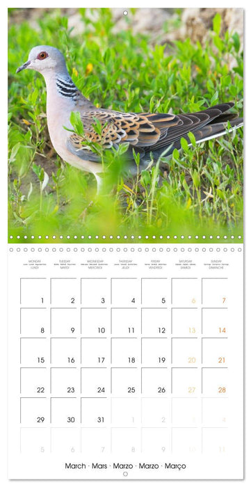 Doves: Gentle Beauty (CALVENDO Monthly Calendar 2027)