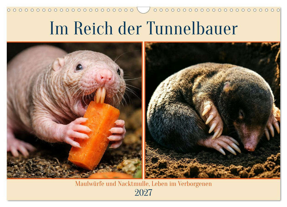 Im Reich der Tunnelbauer - Maulwürfe und Nacktmulle, Leben im Verborgenen (CALVENDO Wandkalender 2027)