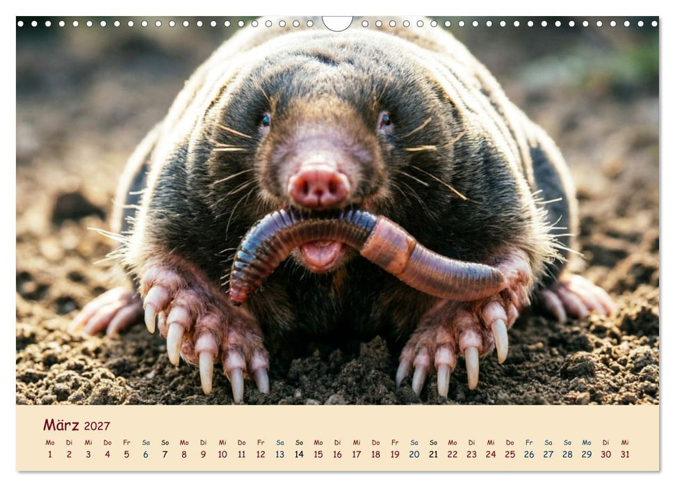 Im Reich der Tunnelbauer - Maulwürfe und Nacktmulle, Leben im Verborgenen (CALVENDO Wandkalender 2027)