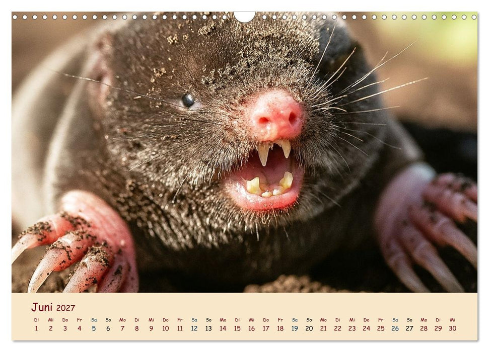 Im Reich der Tunnelbauer - Maulwürfe und Nacktmulle, Leben im Verborgenen (CALVENDO Wandkalender 2027)