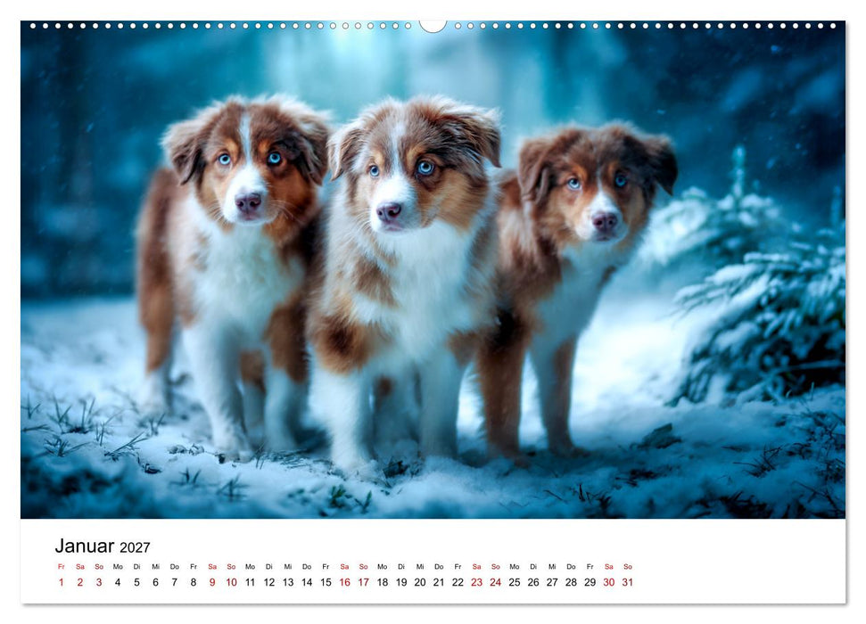 Born to run - Ein Jahr mit Australian Shepherds (CALVENDO Wandkalender 2027)