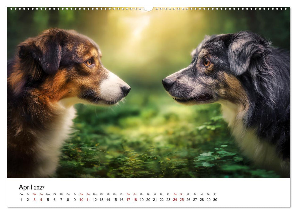 Born to run - Ein Jahr mit Australian Shepherds (CALVENDO Wandkalender 2027)