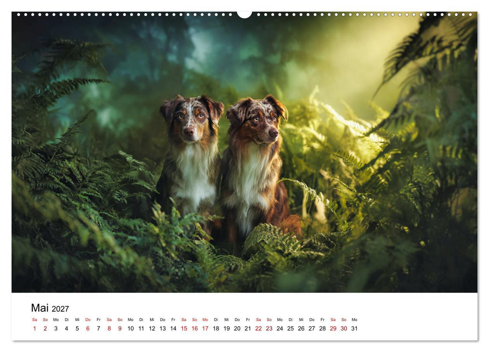 Born to run - Ein Jahr mit Australian Shepherds (CALVENDO Wandkalender 2027)