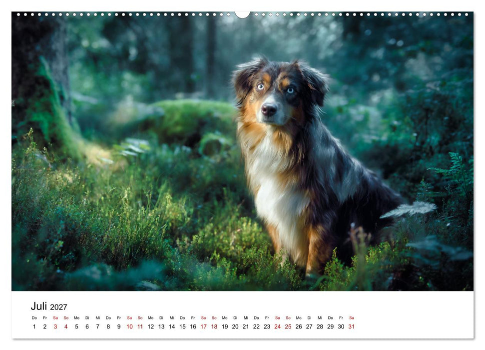 Born to run - Ein Jahr mit Australian Shepherds (CALVENDO Premium Wandkalender 2027)