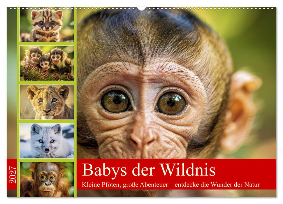 Babys der Wildnis (CALVENDO Wandkalender 2027)