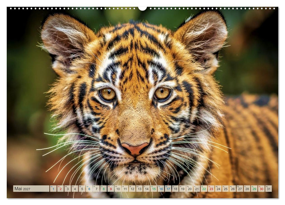 Babys der Wildnis (CALVENDO Wandkalender 2027)