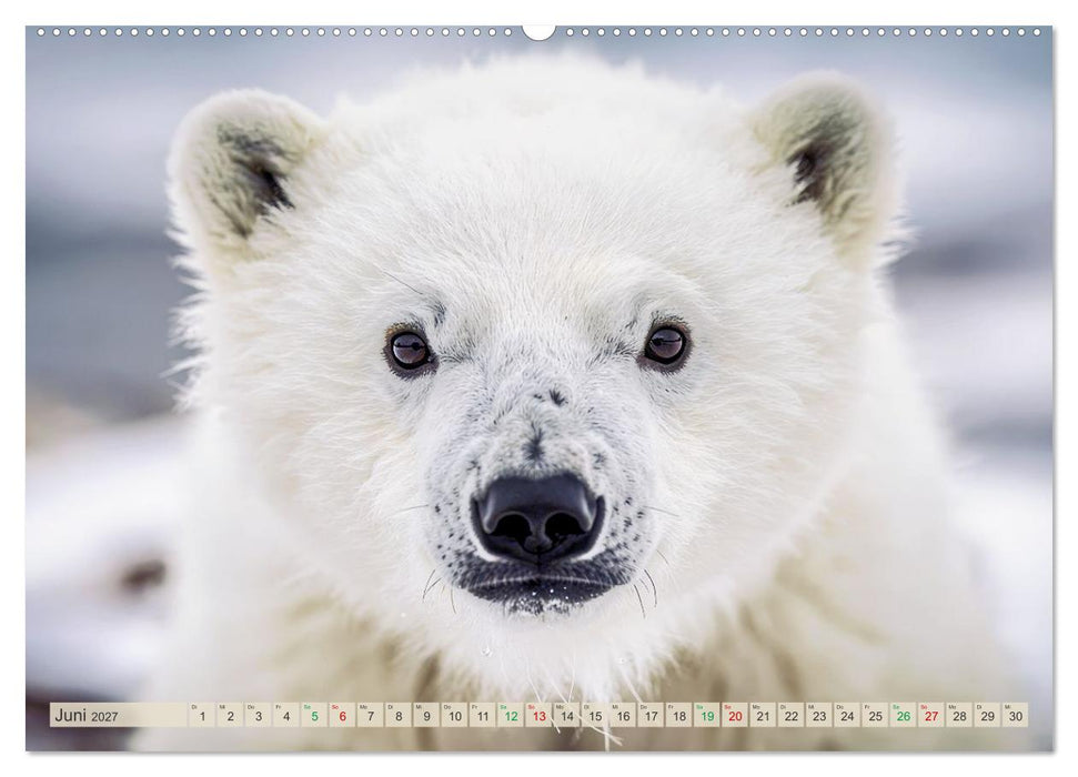 Babys der Wildnis (CALVENDO Wandkalender 2027)
