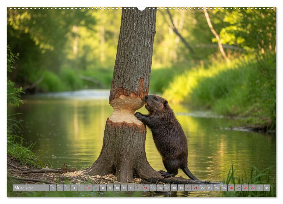 Biberwelt (CALVENDO Premium Wandkalender 2027)