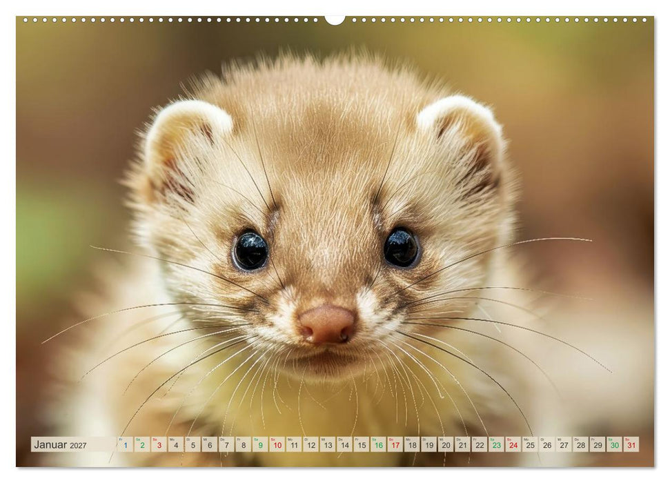 Babys der Wildnis (CALVENDO Premium Wandkalender 2027)