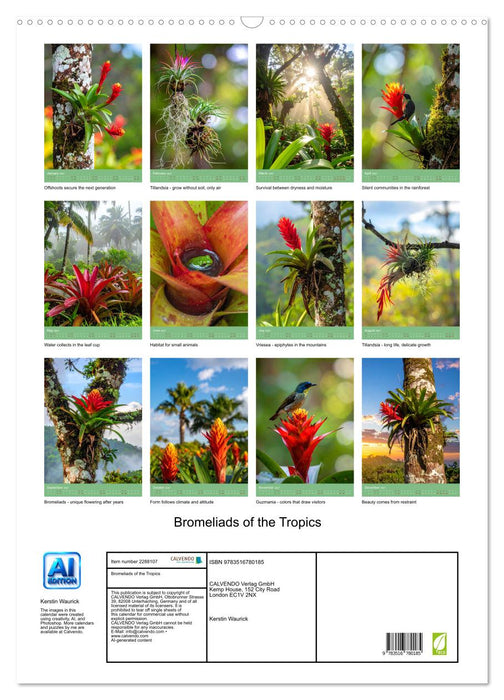 Bromeliads of the Tropics (CALVENDO Monthly Calendar 2027)