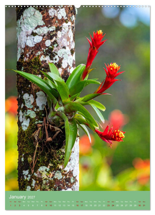 Bromeliads of the Tropics (CALVENDO Monthly Calendar 2027)
