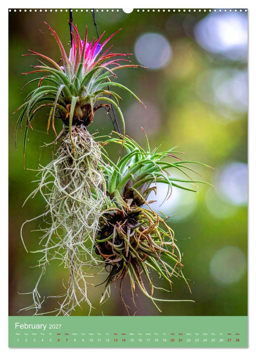 Bromeliads of the Tropics (CALVENDO Monthly Calendar 2027)