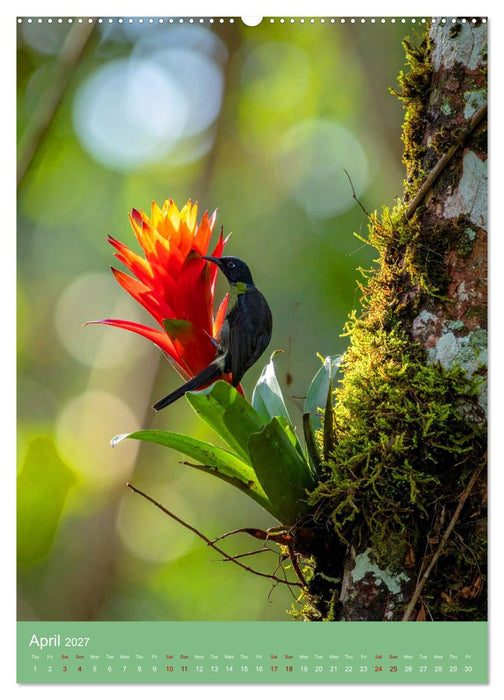 Bromeliads of the Tropics (CALVENDO Monthly Calendar 2027)