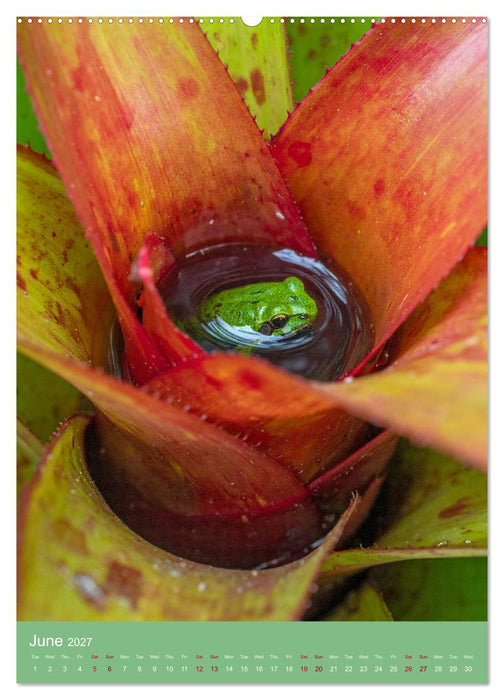 Bromeliads of the Tropics (CALVENDO Monthly Calendar 2027)