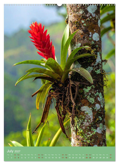 Bromeliads of the Tropics (CALVENDO Premium-Calendar 2027)