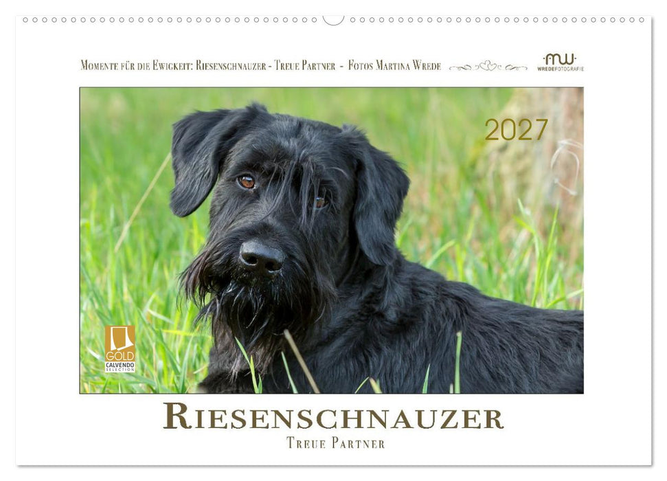 Riesenschnauzer - Treue Partner (CALVENDO Wandkalender 2027)