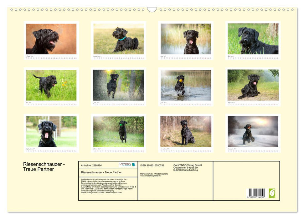Riesenschnauzer - Treue Partner (CALVENDO Wandkalender 2027)