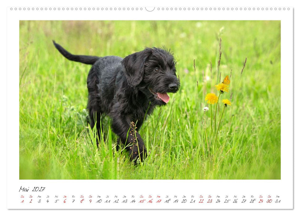 Riesenschnauzer - Treue Partner (CALVENDO Wandkalender 2027)