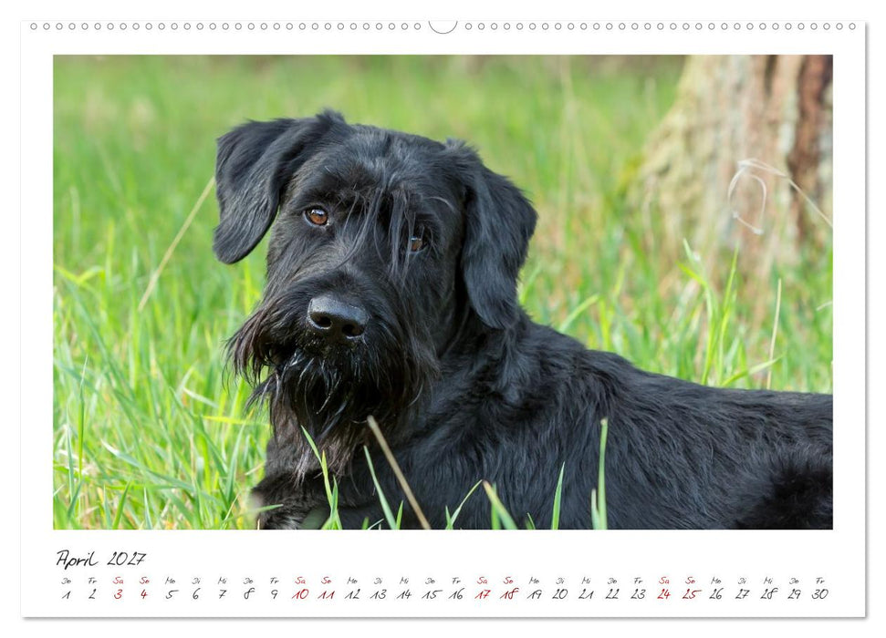 Riesenschnauzer - Treue Partner (CALVENDO Premium Wandkalender 2027)