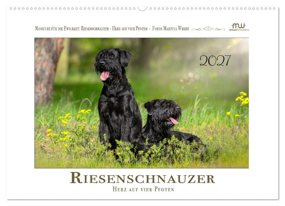 Riesenschnauzer - Herz auf vier Pfoten (CALVENDO Wandkalender 2027)