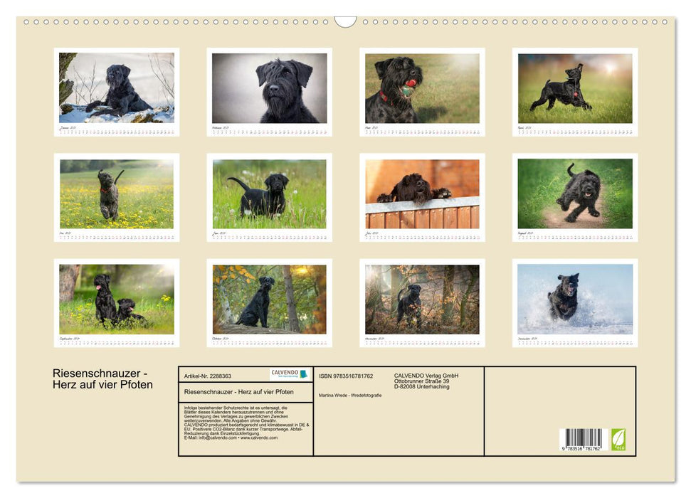 Riesenschnauzer - Herz auf vier Pfoten (CALVENDO Wandkalender 2027)