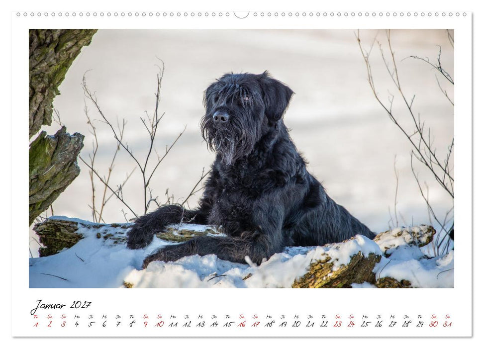 Riesenschnauzer - Herz auf vier Pfoten (CALVENDO Wandkalender 2027)