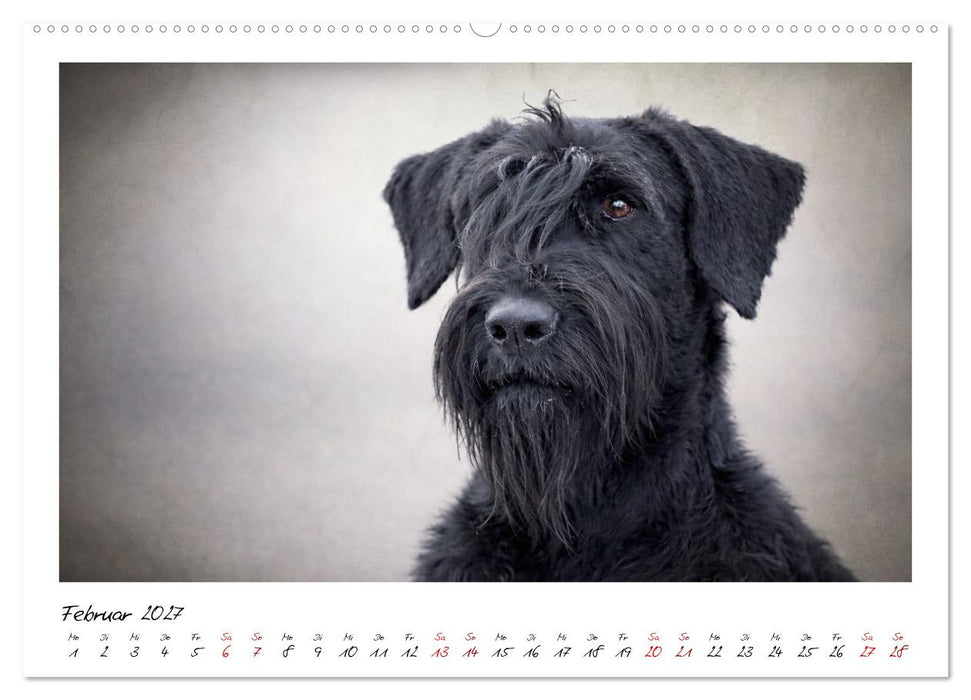 Riesenschnauzer - Herz auf vier Pfoten (CALVENDO Wandkalender 2027)