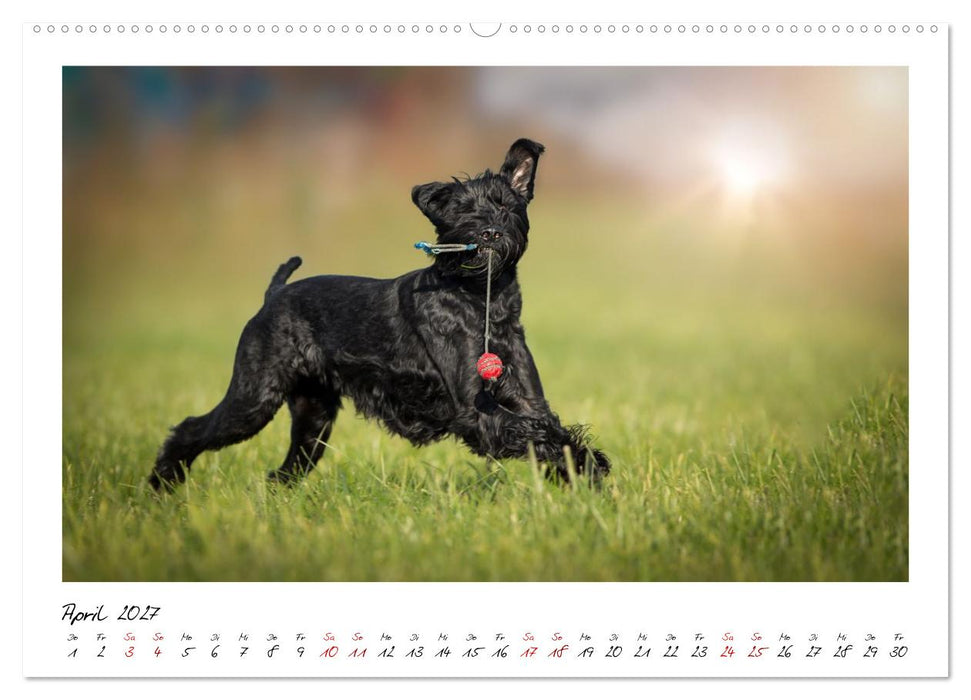 Riesenschnauzer - Herz auf vier Pfoten (CALVENDO Wandkalender 2027)