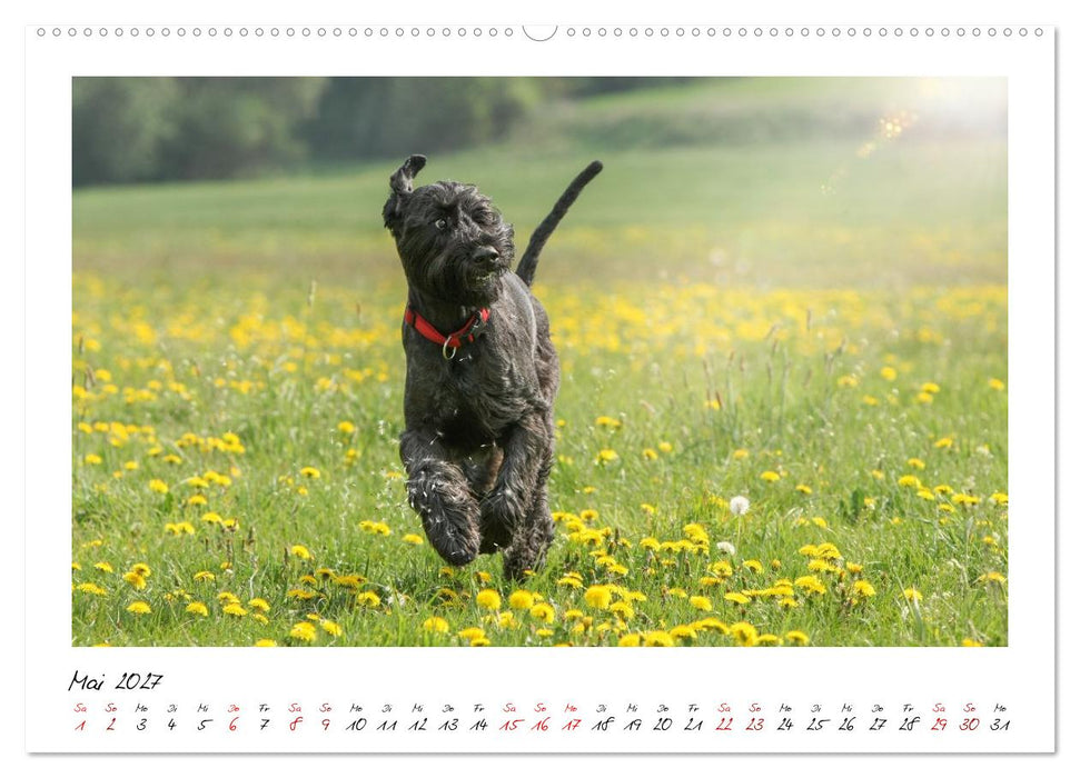 Riesenschnauzer - Herz auf vier Pfoten (CALVENDO Wandkalender 2027)
