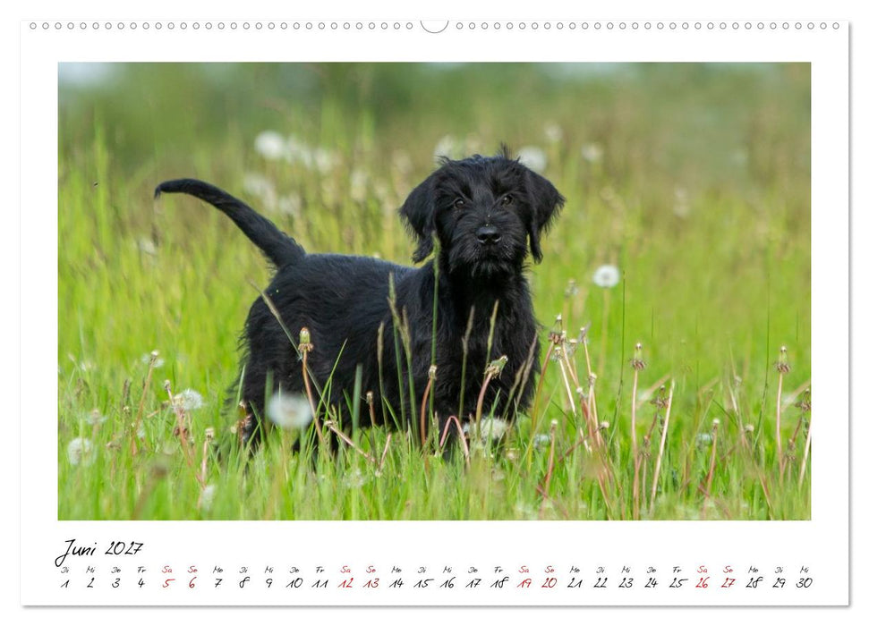 Riesenschnauzer - Herz auf vier Pfoten (CALVENDO Premium Wandkalender 2027)
