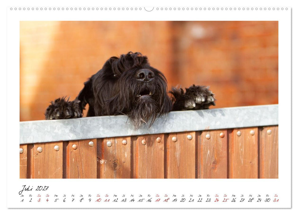 Riesenschnauzer - Herz auf vier Pfoten (CALVENDO Premium Wandkalender 2027)