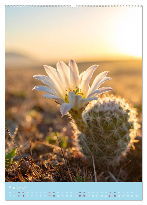 Stachelliebe (CALVENDO Premium Wandkalender 2027)