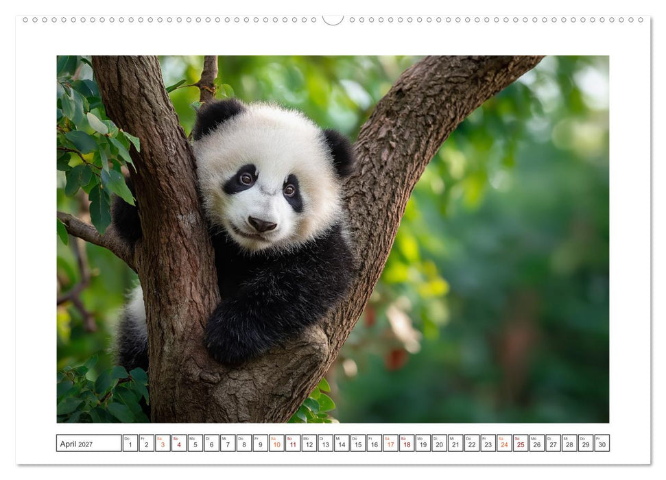 Panda Magie (CALVENDO Premium Wandkalender 2027)