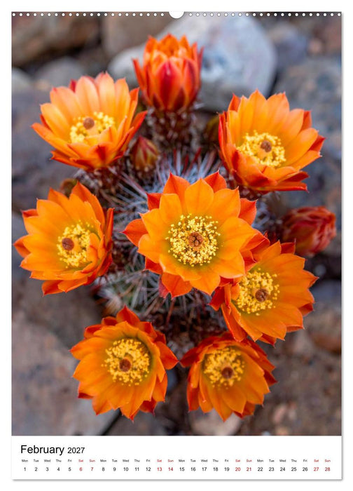 Beautiful Spiky Balls (CALVENDO Monthly Calendar 2027)
