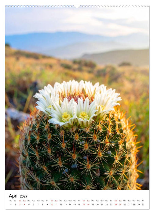 Beautiful Spiky Balls (CALVENDO Monthly Calendar 2027)