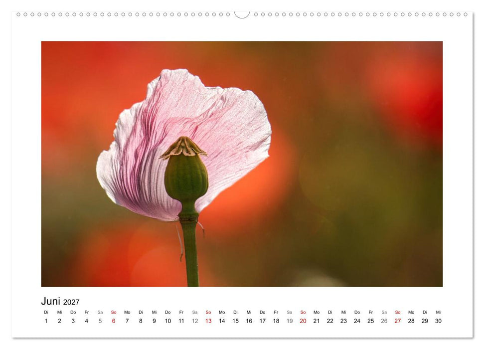 Naturkunstwerke (CALVENDO Premium Wandkalender 2027)