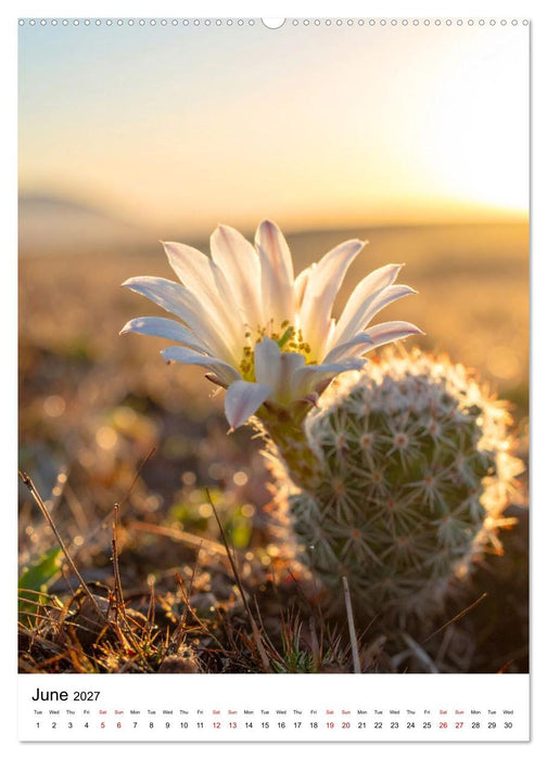 Beautiful Spiky Balls (CALVENDO Premium-Calendar 2027)