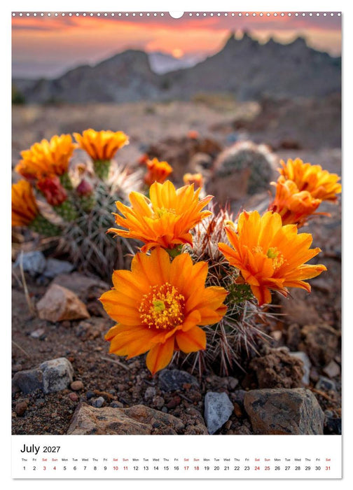 Beautiful Spiky Balls (CALVENDO Premium-Calendar 2027)