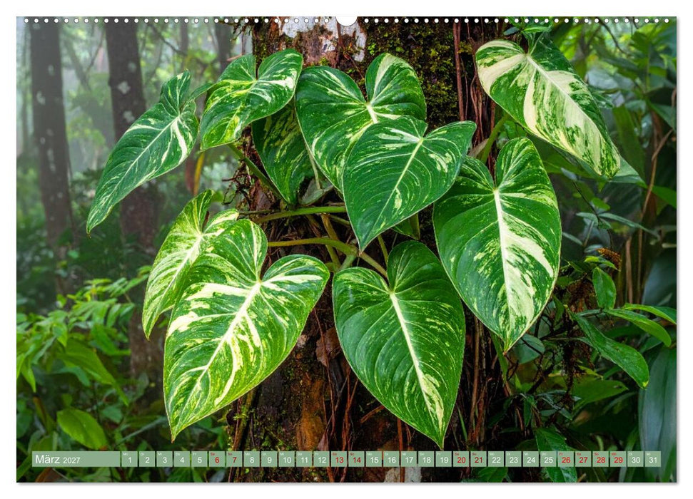 Zimmerpflanzen auf Heimaturlaub (CALVENDO Wandkalender 2027)