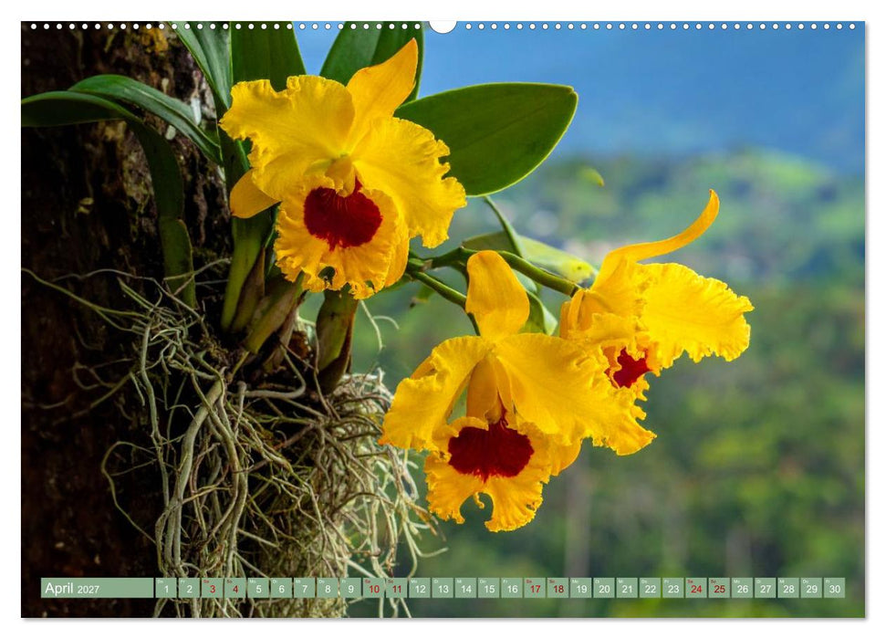 Zimmerpflanzen auf Heimaturlaub (CALVENDO Wandkalender 2027)