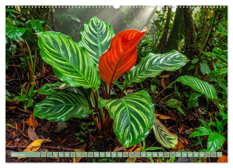 Zimmerpflanzen auf Heimaturlaub (CALVENDO Wandkalender 2027)
