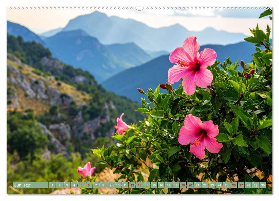 Zimmerpflanzen auf Heimaturlaub (CALVENDO Wandkalender 2027)