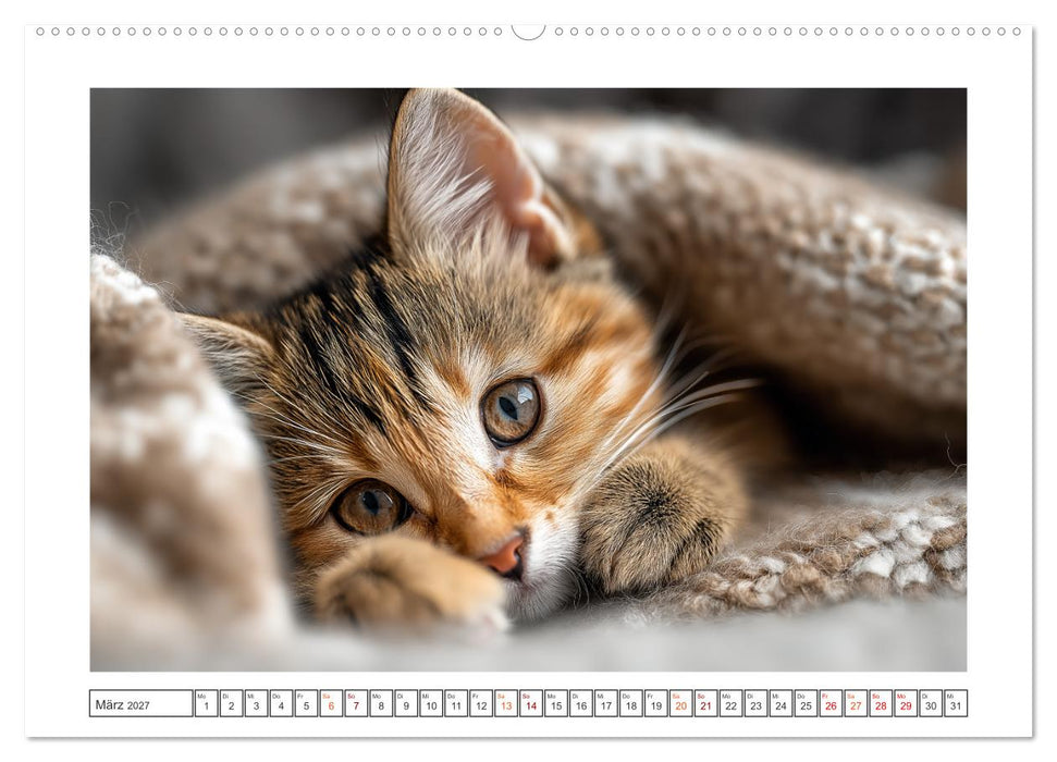 Miau macht glücklich (CALVENDO Premium Wandkalender 2027)