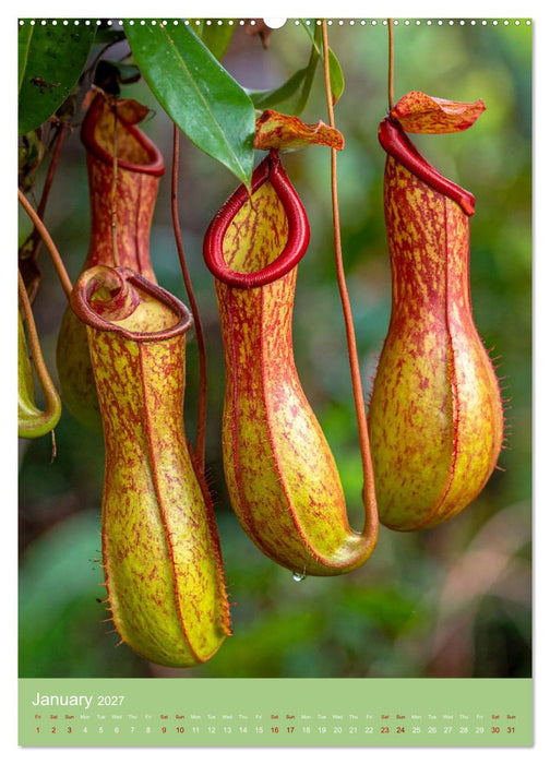 Bizarre Carnivores (CALVENDO Monthly Calendar 2027)